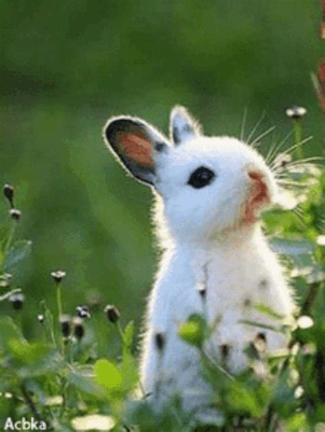 cute rabbit gif|aesthetic bunny gif.